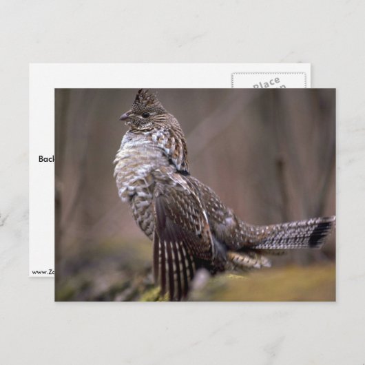 Ruffed Grouse Briefkaart (Voorkant / Achterkant)