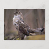 Ruffed Grouse Briefkaart (Voorkant)