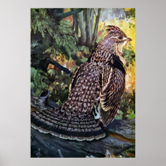 Ruffed Grouse in het bos Poster