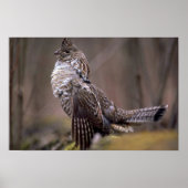 Ruffed Grouse Poster (Voorkant)