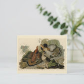 Ruffed Grouse - van de Amerikaanse vogels van Audu Briefkaart (Staand voorkant)