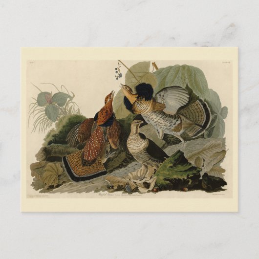 Ruffed Grouse - van de Amerikaanse vogels van Audu Briefkaart (Voorkant)