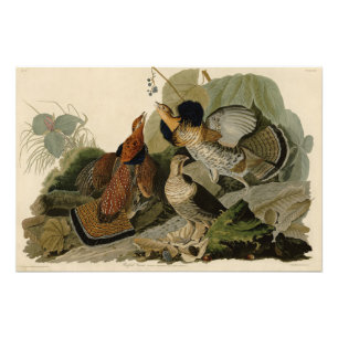 Ruffed Grouse - van de Amerikaanse vogels van Audu Foto Afdruk