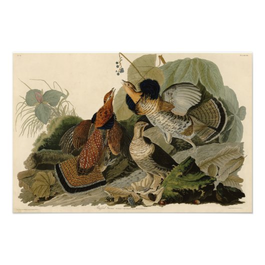 Ruffed Grouse - van de Amerikaanse vogels van Audu Foto Afdruk (Voorkant)