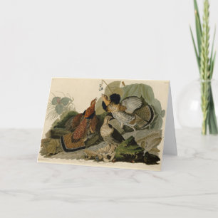 Ruffed Grouse - van de Amerikaanse vogels van Audu Kaart