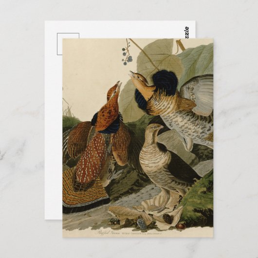 Ruffed Grouse van John Audubon Briefkaart (Voorkant / Achterkant)