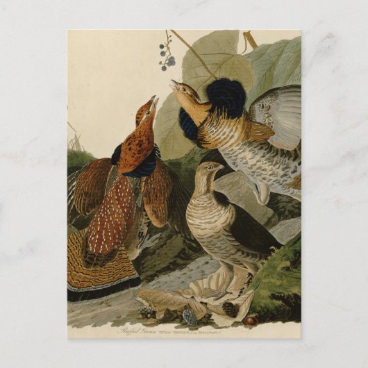 Ruffed Grouse van John Audubon Briefkaart (Voorkant)