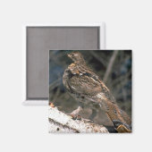 Ruffed korhoen staande op een berkenhout magneet (Voorkant / Achterkant)