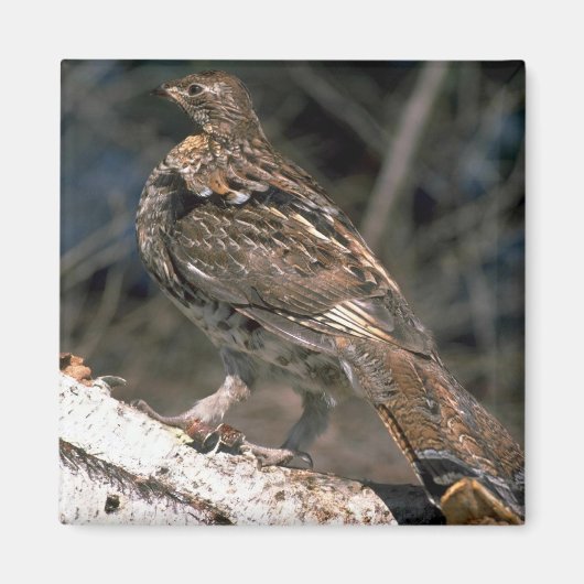 Ruffed korhoen staande op een berkenhout magneet (Voorkant)