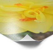 Ruffled Daffodil Foto Afdruk (Hoek)