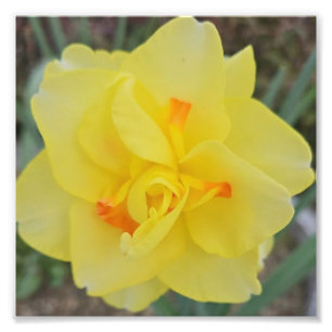 Ruffled Daffodil Foto Afdruk