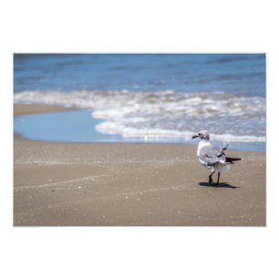 Ruffled Feathers Foto Afdruk