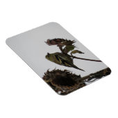 Ruffled Goldfinch op Sunflower Magnet Magneet (Rechterzijde)