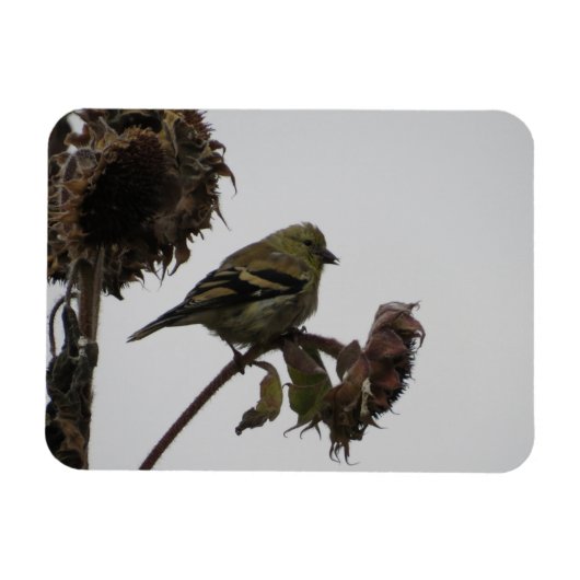 Ruffled Goldfinch op Sunflower Magnet Magneet (Horizontaal)