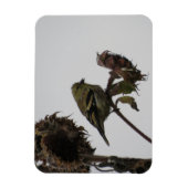 Ruffled Goldfinch op Sunflower Magnet Magneet (Verticaal)