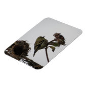 Ruffled Goldfinch op Sunflower Magnet Magneet (Linkerzijde)