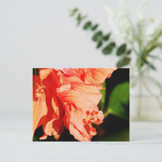 Ruffled Hibiscus Briefkaart (Staand voorkant)