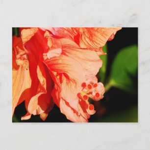 Ruffled Hibiscus Briefkaart