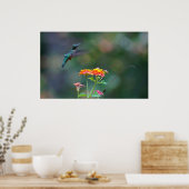 Ruffled Hummer Poster (Keuken)