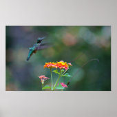 Ruffled Hummer Poster (Voorkant)