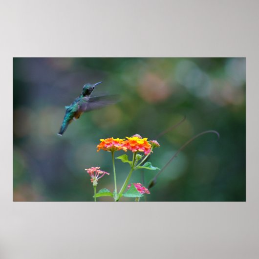 Ruffled Hummer Poster (Voorkant)