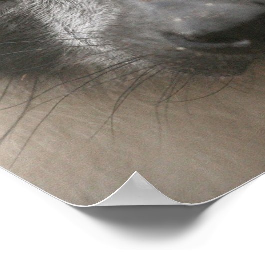 Ruffled Lemur Posters (Hoek)