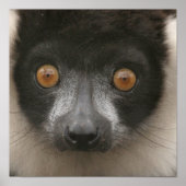 Ruffled Lemur Posters (Voorkant)