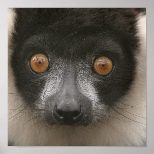 Ruffled Lemur Posters (Voorkant)