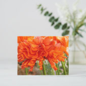 Ruffled Ranunculus-Briefkaart Briefkaart (Staand voorkant)