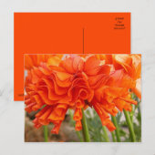 Ruffled Ranunculus-Briefkaart Briefkaart (Voorkant / Achterkant)