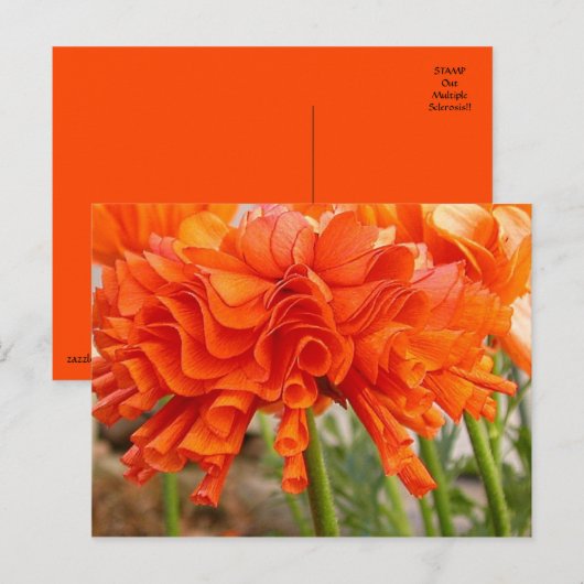 Ruffled Ranunculus-Briefkaart Briefkaart (Voorkant / Achterkant)