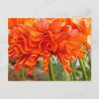 Ruffled Ranunculus-Briefkaart Briefkaart