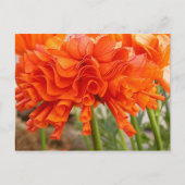 Ruffled Ranunculus-Briefkaart Briefkaart (Voorkant)