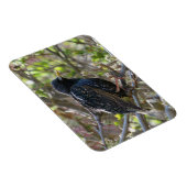 Ruffled Starling Magnet Magneet (Rechterzijde)