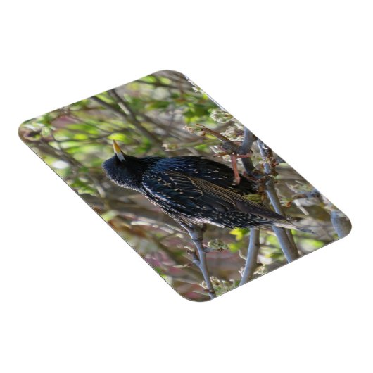 Ruffled Starling Magnet Magneet (Rechterzijde)