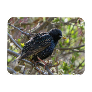 Ruffled Starling Magnet Magneet