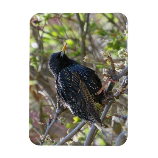 Ruffled Starling Magnet Magneet (Verticaal)