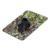 Ruffled Starling Magnet Magneet (Linkerzijde)