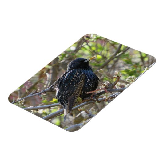 Ruffled Starling Magnet Magneet (Linkerzijde)