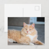 Ruffles Briefkaart (Voorkant / Achterkant)