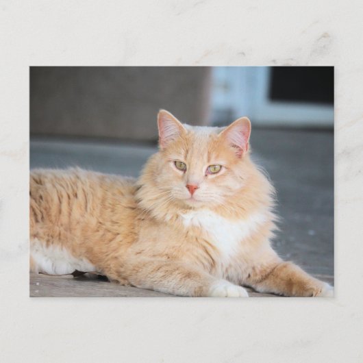 Ruffles Briefkaart (Voorkant)