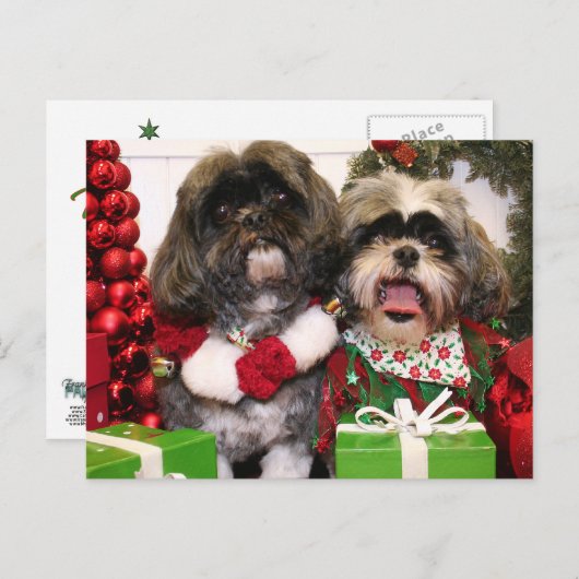Ruffles en Riley - Shih Tzu - Miller Briefkaart (Voorkant / Achterkant)