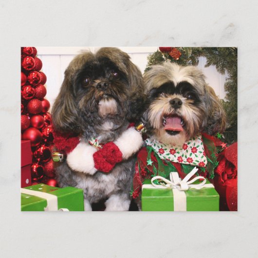Ruffles en Riley - Shih Tzu - Miller Briefkaart (Voorkant)