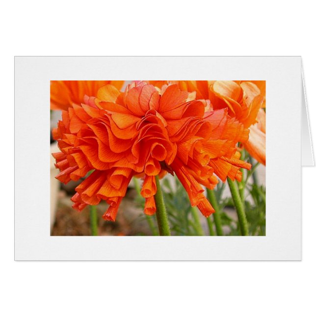 Ruffleus ranunculus (Voorkant Horizontaal)