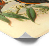 Rufous Black Wood Shrike  Red Bird Print (Hoek)