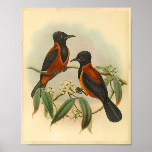 Rufous Black Wood Shrike  Red Bird Print (Voorkant)