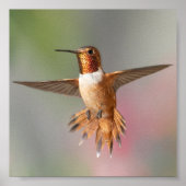 Rufous bulgbird Blank Note Kaart Poster (Voorkant)