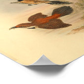 Rufous Fantail Red Flycatcher Bird Print (Hoek)