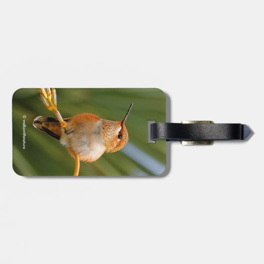 Rufous Hummingbird at Rest Bagagelabel (Achterkant horizontaal)