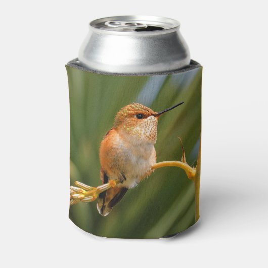 Rufous Hummingbird at Rest Blikjeskoeler (Blikje Achterkant)